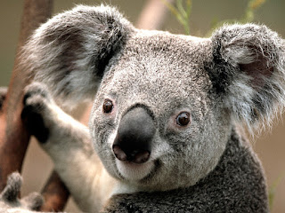 Koala Image