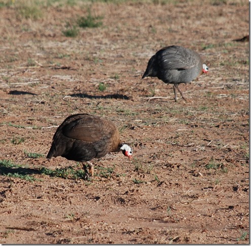 09-25-11 Tucumcari (12)a