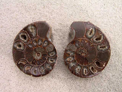 Class Ammonite