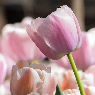 Tulips, Garvan Woodland Gardens