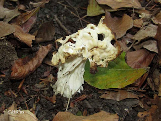 Helvella crispa IMG15124