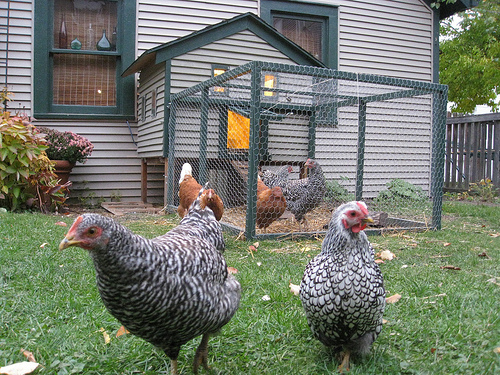 5 Top Chicken Breeds for Small Backyards