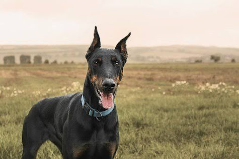 Doberman Pinscher is one of the smartest dogs in the world you can own.