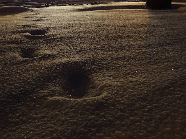 Newly fallen snow with footprints