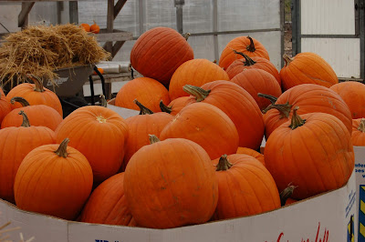 Dutch Growers pumpkin maze