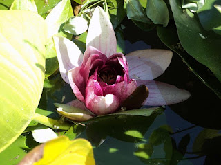 Balchik Botanical Garden photos