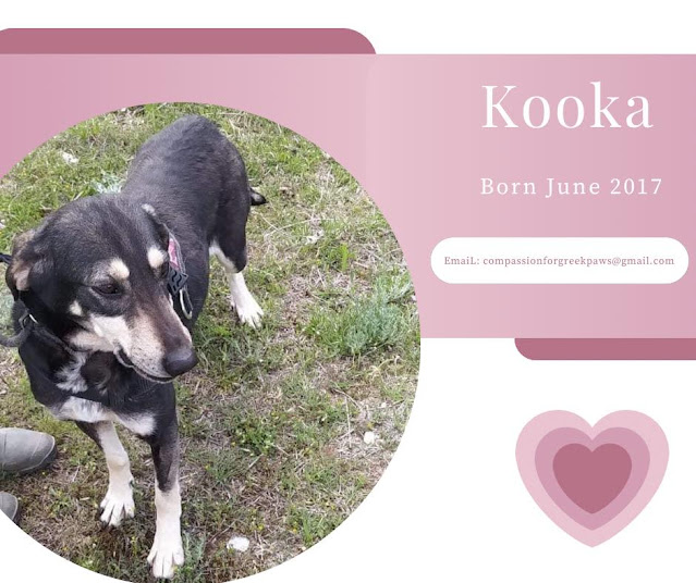 Kooka, Greek Rescue Dog