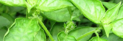 Benefits of basil leaves for health 