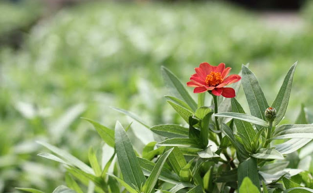 Narrow-Leaf Zinnia Flowers