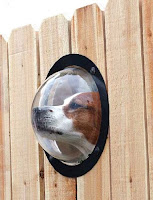 Ideas creativas de ventanas para perritos chismosos