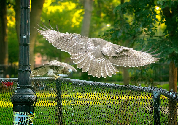 Tompkins Square red-tailed hawk fledglings playing together.