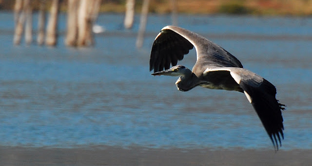 Ardea cinerea