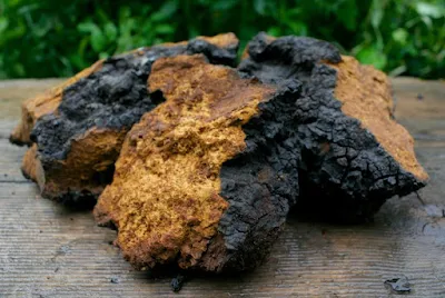 Chaga warnings