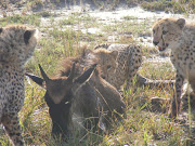 . Big Cat Diary Series, which is short in the locality of Mara Intrepids.