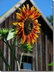 34171038.RedSunflowerWithFly_5433