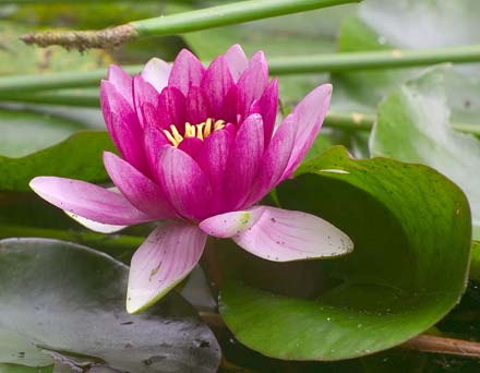 Calcomania Al Agua 6 Imagenes De Flores Distintos  - Imagenes De Flores Con Agua