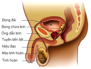benh dan ong