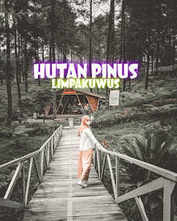 Menikmati Keindahan Wisata Hutan Pinus Limpakuwus Banyumas