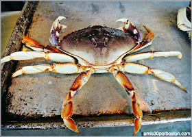 Cangrejos Dungeness en el Fisherman´s Wharf de San Francisco