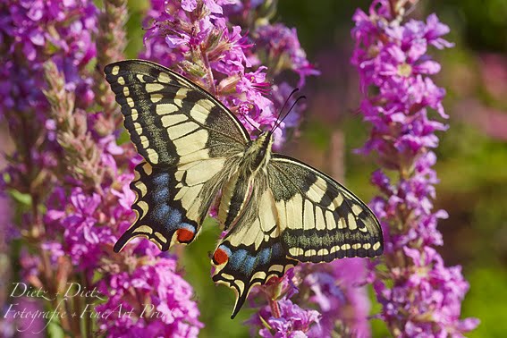 Schwalbenschwanz (Papilio machaon) auf  Blutweiderich (Lythrum salicaria)