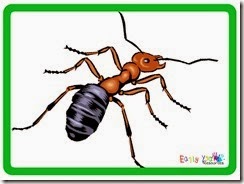bug4 copy