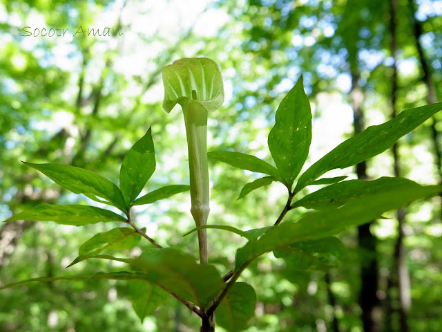 Arisaema angustatum