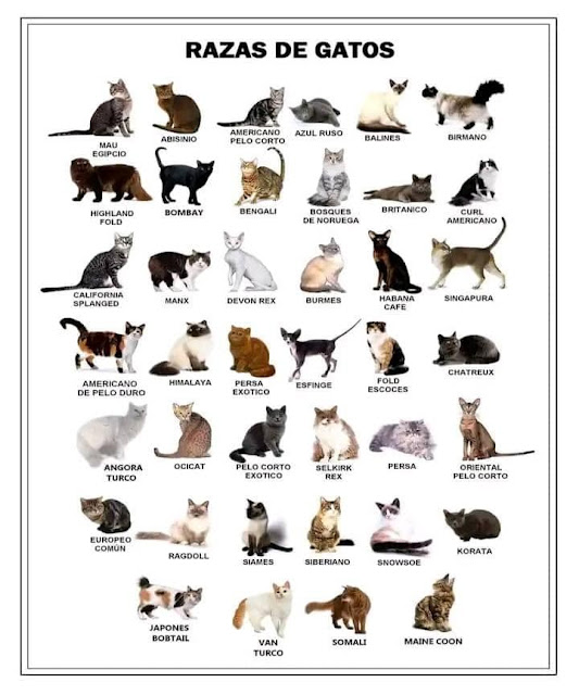 Descubre las Fascinantes Razas de Gatos: Guía Completa