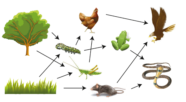 Gambar Jaring-jaring makanan pada ekosistem