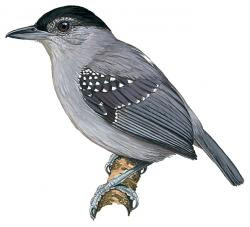 Spot-winged Antshrike