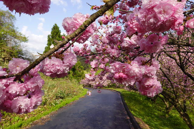 鳥取県西伯郡伯耆町小林 マウンテンストリームきしもと ヤエザクラ（八重桜）