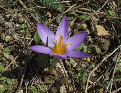 Abant Çiğdemi - Crocus Abantensis