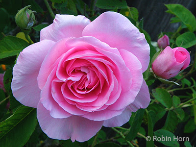 Pink Heritage Rose