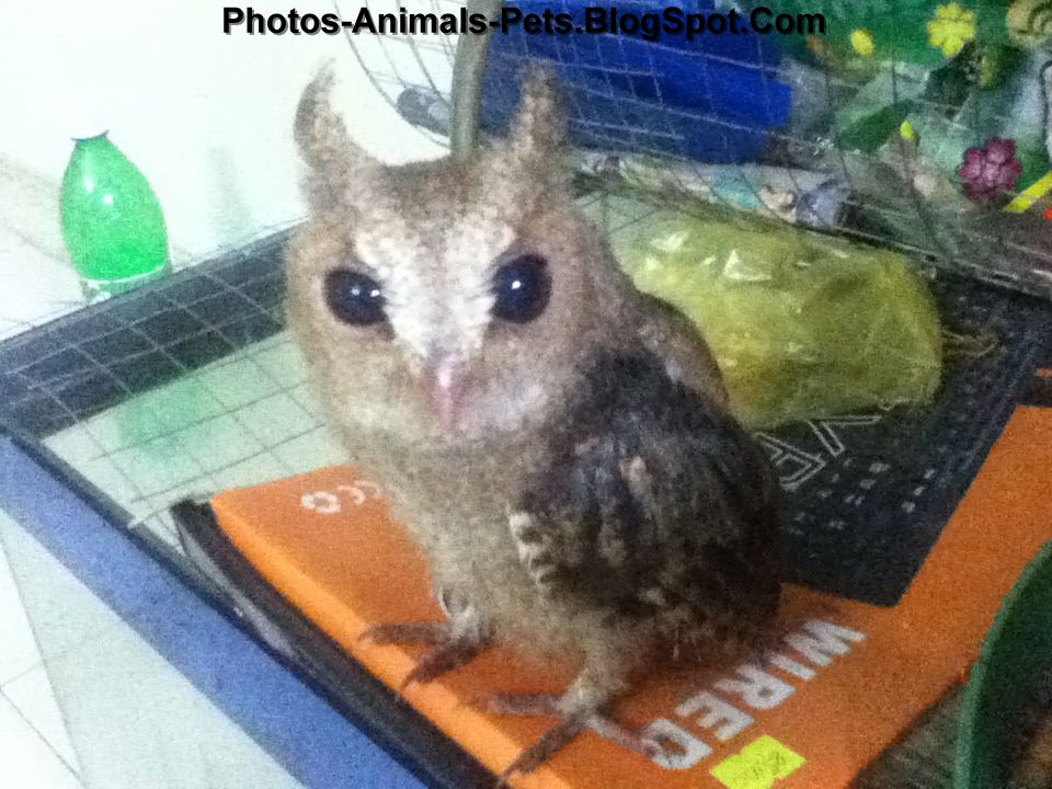 Baby owl