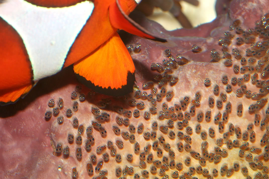  Clownfish Eggs  Hatching Breeding On Pinterest Sheena Says