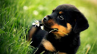 Rottweiler dog puppies photos_Canis lupus familiaris