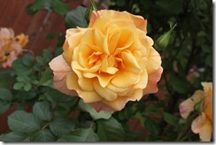 035