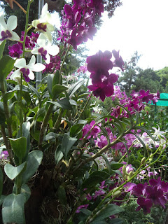 Hoa lan tại Thảo Cầm Viên 