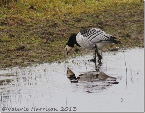 9-reflected-barnie