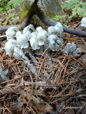 Вертляницевидка низкая / Монотропаструм низкий (Monotropastrum humile, =Monotropastrum globosum)