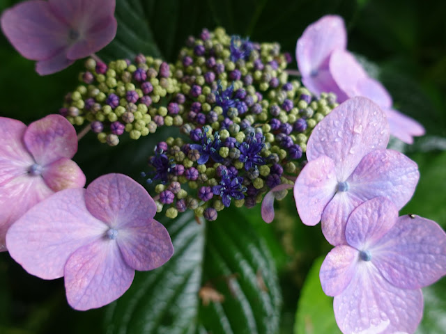 鳥取県西伯郡南部町池野　アジサイロード　アジサイ（紫陽花）