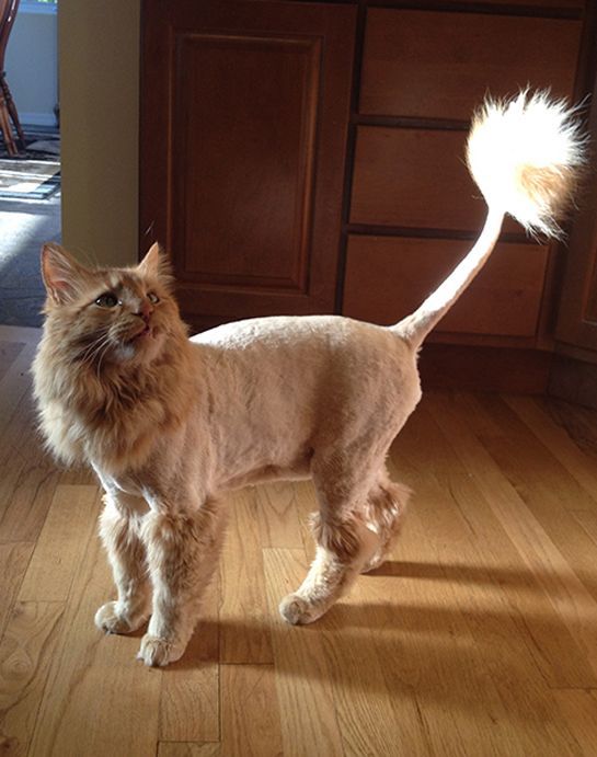 Cat Haircuts