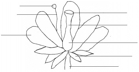 Download Free Coloring Pages: Parts Of Plants Coloring Pages