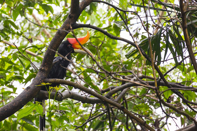 Borneo, Park Ptaków Kuala Lumpur, symbol Malezji, hornbill