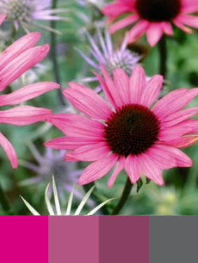 Amazing Colors to Design Your Garden