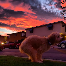 Cute dogs - part 8 (50 pics), dog ready to poop in beautiful sunrise