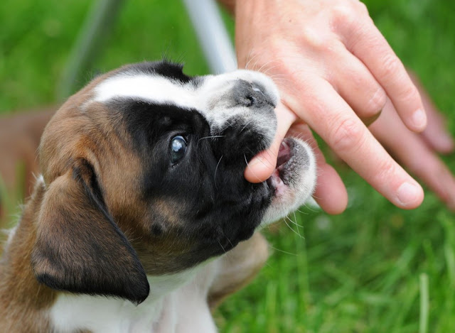 Arti Mimpi Digigit Anjing Tapi Tidak Berdarah