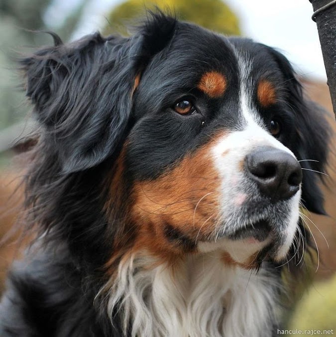 Penjelasan Lengkap Haram dan Najisnya Anjing dan Babi Beserta Dalilnya