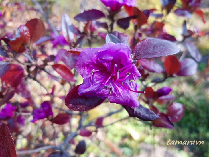 Рододендрон остроконечный (Rhododendron mucronulatum)