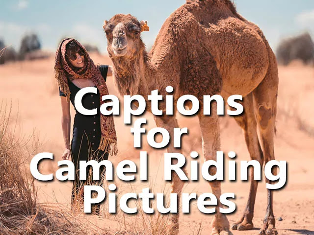 Camel Quotes Camel Ride Instagram Captions Funny Inspiring Motivational Imagenestur