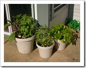 garden 001